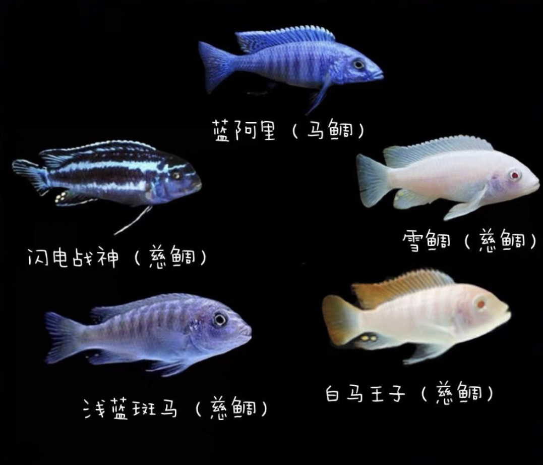 三湖慈鲷造景技巧_三湖慈鲷水草缸养护_珊瑚慈鲷图鉴