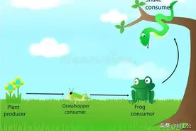 从生物链的角度看“五行”图片