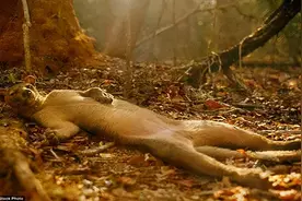 马岛缟狸：交配时间最长哺乳动物，若无法让雌性满意，会立即被甩图片