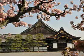 探访日本皇家园林——二条城：具有明显的唐朝风格图片