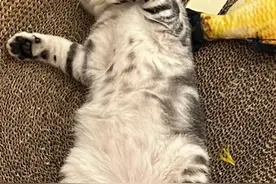 猫咪“养得好”，往往有这几种特征，错不了！图片