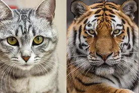 老虎和猫都是猫科动物，那老虎看见猫，会吃掉猫吗？图片