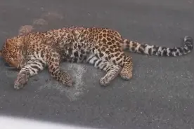 杭州第3只豹去四川了？甘孜发现金钱豹，豹子增多，会攻击人吗？图片