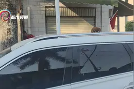 “扑通” 一只蜂猴树上掉下 砸车顶上动不了图片