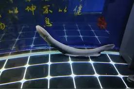 鱼缸几个月才换一次水，到底是怎么做到水清鱼亮的？图片