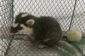 在云南，闯入家门的动物，你可能一辈子都没见过图片