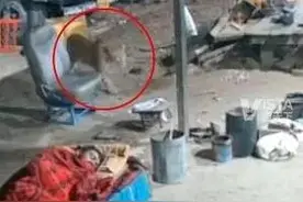 豹子凌晨潜入在男子睡觉区域 叼走熟睡的狗逃离 狗主人被吵醒后淡定看手机图片