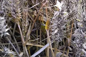 河南收割机下不了高速，为何有限高限宽的规定？真的就不合理吗？图片