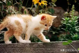什么是猫三联，猫咪打猫三联可以预防哪些疾病？图片