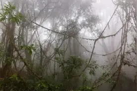 为什么原始森林里的瘴气会让人生病，它主要的化学成分是什么？图片