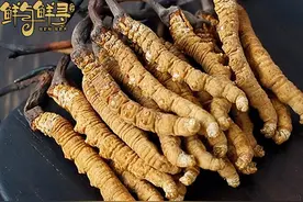 虫草发苦是怎么回事？还能吃吗？图片