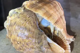 大家都是蜗牛，生孩子的差异怎么就这么大捏？| 科到了图片