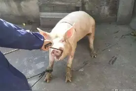 过去杀年猪总要吹得鼓鼓的再烫水，如今为啥不吹了？吹了更好吃？图片