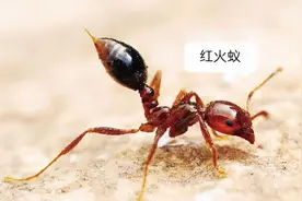 我国本土这种黑蚂蚁，单挑完克红火蚁，为何不大量养殖抑制蚁害？图片