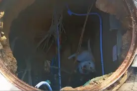 导盲犬为保护主人掉入窨井，获救后立即跑到主人身边，当事人：谢谢你们帮忙救狗，我们非常感动图片