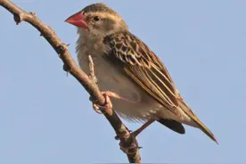 15亿只非洲麻雀泛滥成灾，当地人根本吃不完，中国又是如何消灭的图片