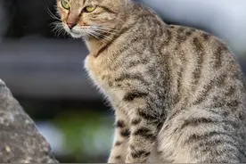 还觉得狸花猫是土猫？尊贵的血统你都不敢认！图片