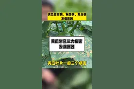 黄瓜常见三大病害、霜霉病、角斑病、黄点病发病原因#农业种植 #现代农业 #农业种植技术 #种植 #种植技术 #农业技术 #病虫害防治 #黄瓜种植 #王友福