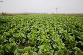 种植大白菜、萝卜、胡萝卜，先做好三件事，长得好还没病虫害图片