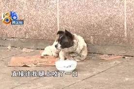 外卖员走错门被狗咬，老实的那只不“老实”？图片