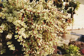 金枝玉叶这样养，枝繁叶茂真好看，身价能升好几倍图片