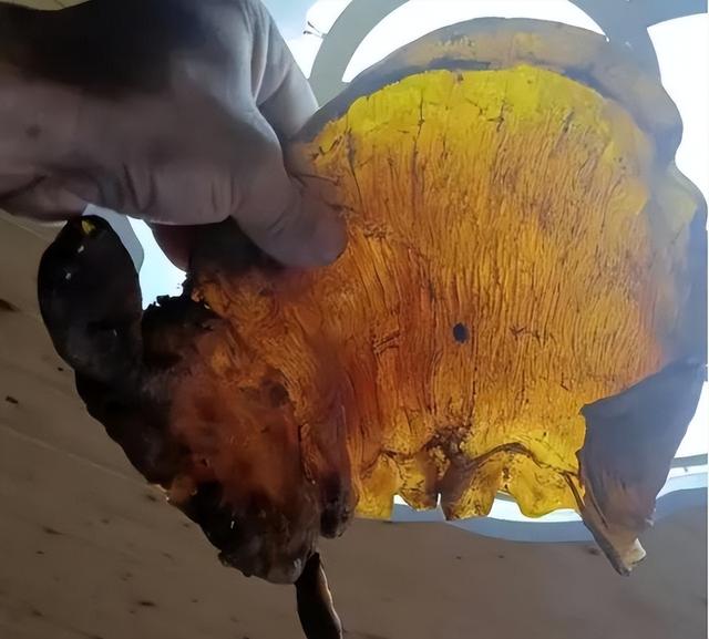 鱼胶大概什么价格 2026年鱼胶大概什么价格能买到