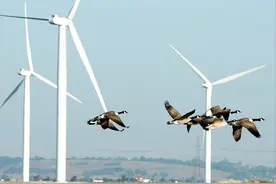 风力发电危害真的很大吗？为何欧美正忙于拆除，我国却大力发展？图片