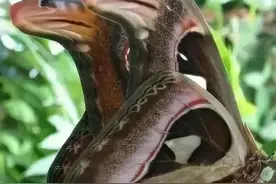 美国出现世界最大飞蛾，不但大样子也很吓人，实为我国“蛇头蛾”图片