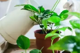 不干不浇是“浇水定律”，但干透浇透，不能用于所有植物，会伤根图片