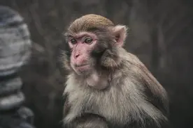 华夏风范丨十二生肖：猴图片