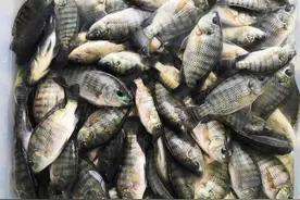 罗非入侵浙江，已在多个水域“泛滥成灾”，钓友一天能钓几十斤！图片