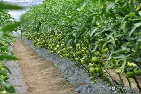 自制红糖酵素肥，用在蔬菜种植上效果有多神奇？用一次就知道图片