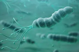 幽门螺旋杆菌是如何传染的？哪些人群需要根治？图片