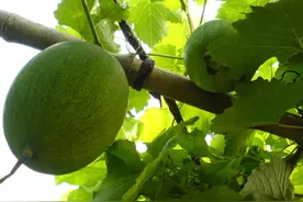 每日学一药——瓜蒌图片