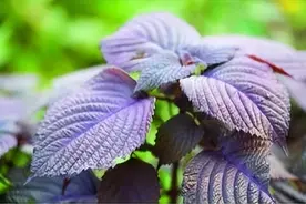 “紫舒”——紫苏图片