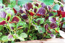 苋菜这样种，不惧高温威胁，只需种植几棵，够一家人吃到秋天图片