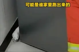 天津武清 一只雪貂误闯进居民家中，户主吓得报警求助图片