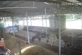 广西一6岁男孩在自家牛棚玩耍被公牛顶撞，村委会：孩子已不幸去世图片