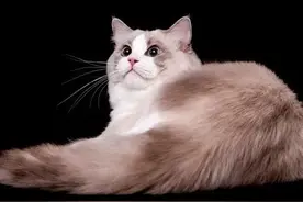 老人说：“家养6种动物，人越过越富”，哪6种动物，有道理吗？图片