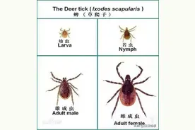 湖北荆州疾控温馨提示：外出踏青要警惕，莫使蜱虫“勾”上你图片