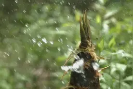 初夏新笋正当时，十首有关新笋的诗词，在诗词里感受初夏的美好图片