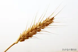 购买小麦种子，“四大注意”看仔细，谁也骗不了你图片