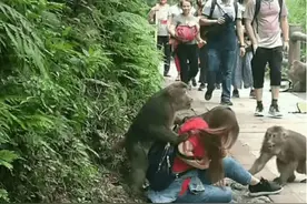 峨眉山猴子有多狂？骑脑袋，薅头发，景区一条妙计让网友大呼过瘾图片