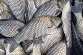 恩诺沙星在水产养殖生产上的合理使用图片