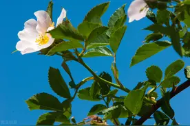 总有一个人，是入心入骨的沉迷，不在一起，也会想念一辈子图片