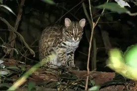 广东深圳发现“石虎”，大耳朵圆眼睛，性格凶猛，会进村偷鸡吃图片