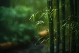 遇上雨天怎么拍才美？5个雨景大片的拍摄思路！图片