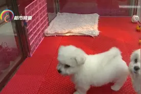 一天30元、50元、70元！春节来临，宠物寄养火爆图片