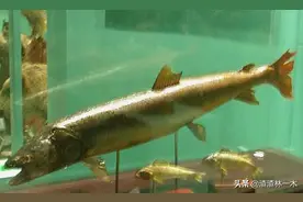 新疆喀纳斯湖再现不明生物，网友直呼：好大，是水怪还是UFO？图片