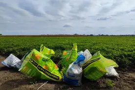 农技 | 花生怎么种才能高产？图片